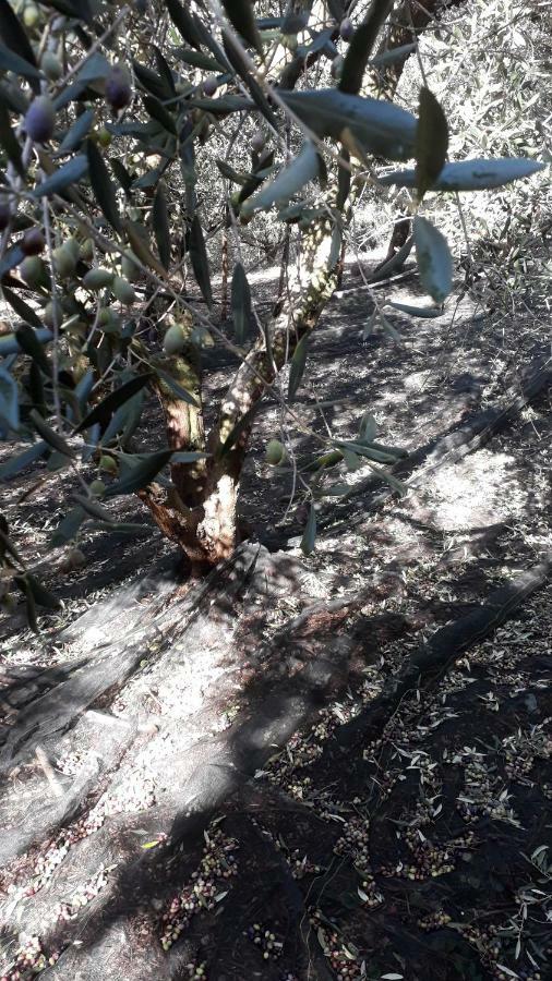 B&B Macchia D'Olmo Capaccio Dış mekan fotoğraf